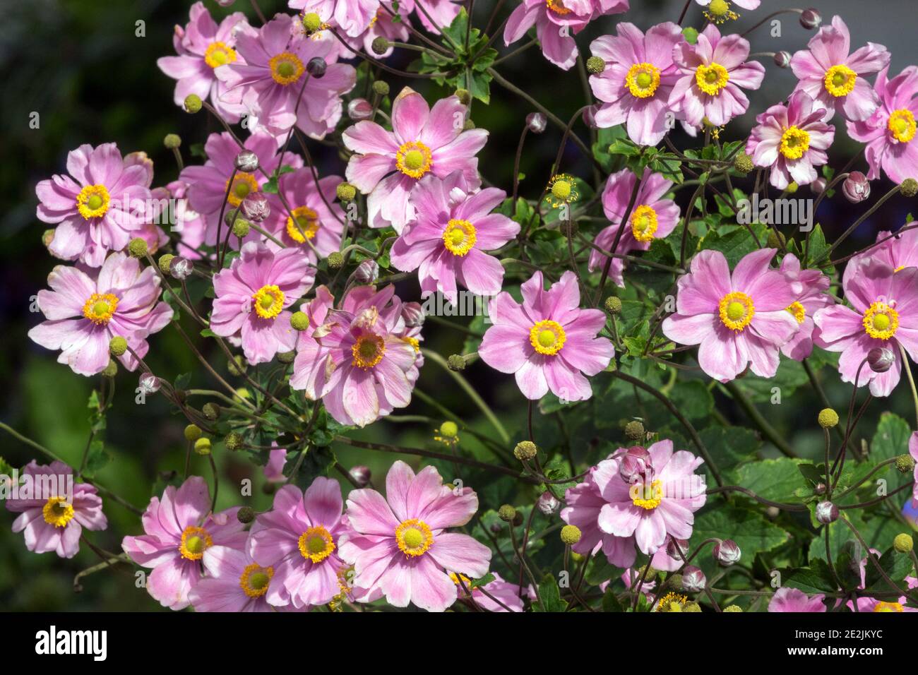 Fiori in tarda estate Rosa giapponese Anemone hupehensis Foto Stock