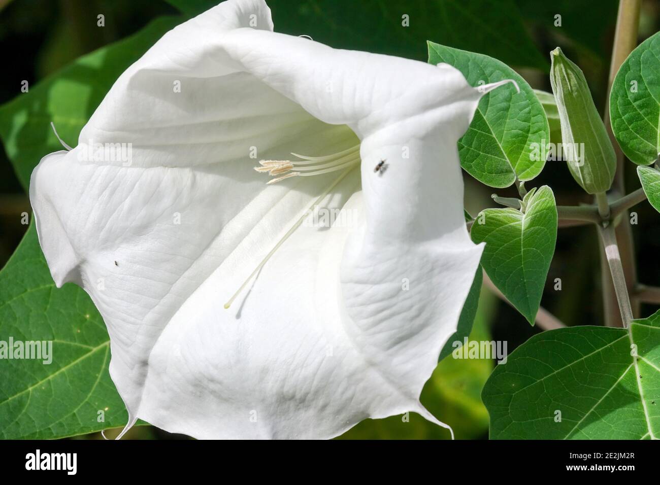 Sud-ovest Thorn Apple Datura wrightii Foto Stock