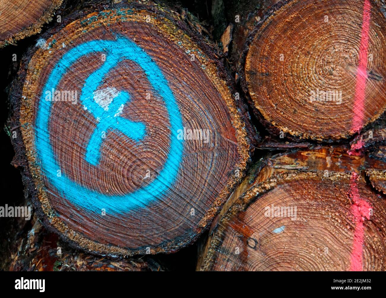 Pile di legno di aghi abbattuto. Sfondo di legno. Un quattro in un cerchio spruzzato in blu su un tronco di albero tagliato. Parte di un palo di legno. Foto Stock