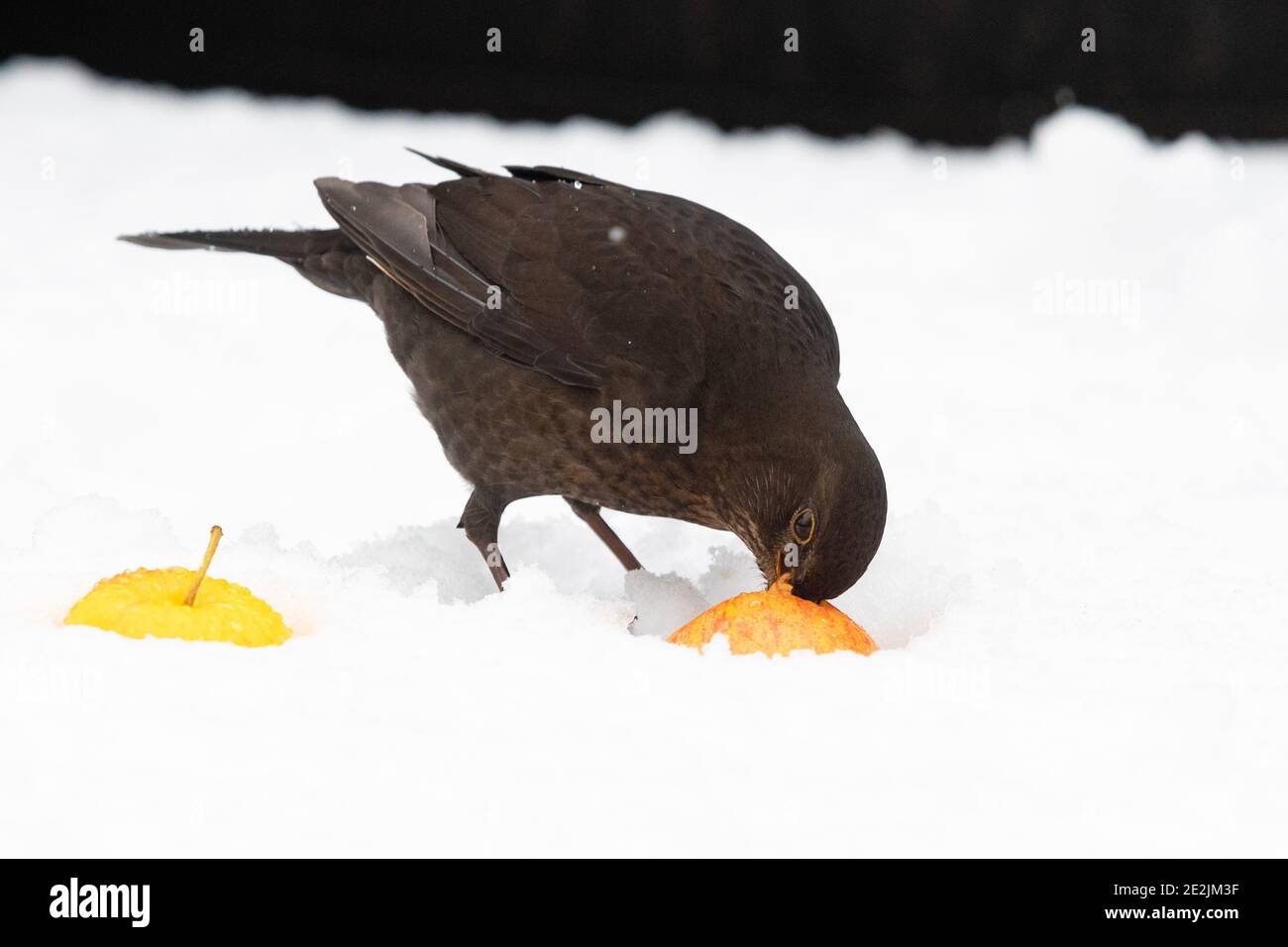 Femmina uccello nero - turdus merula - mangiare una mela che È stato messo fuori per gli uccelli in un giardino britannico Foto Stock