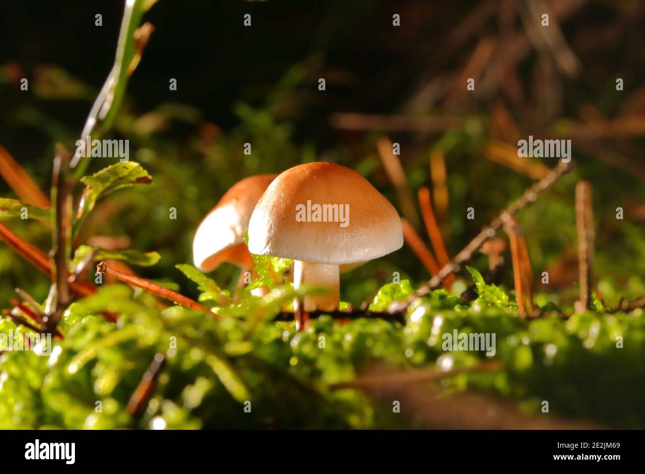 primo piano di un fungo tra muschio nella foresta a livello di superficie Foto Stock