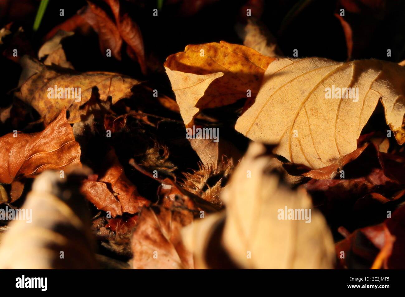 primo piano di foglie marroni a livello di superficie Foto Stock