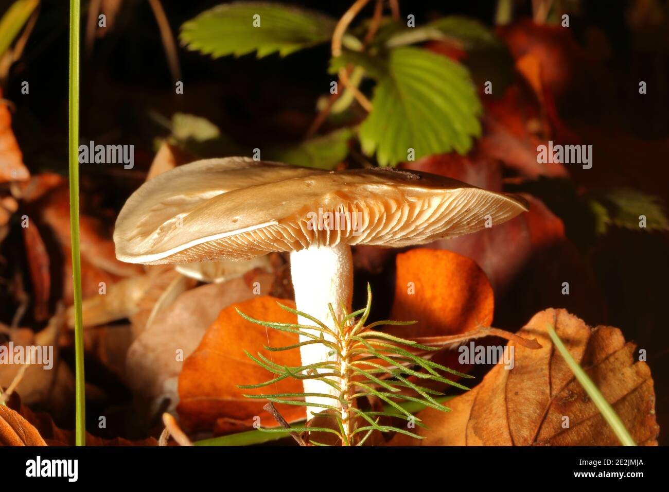 primo piano di un fungo tra foglie nella foresta a livello di superficie Foto Stock