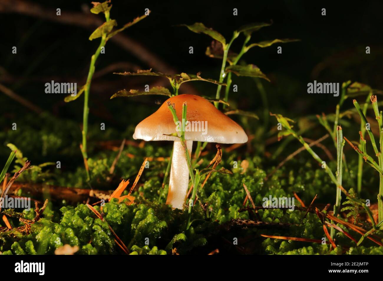 primo piano di un fungo tra muschio nella foresta a livello di superficie Foto Stock