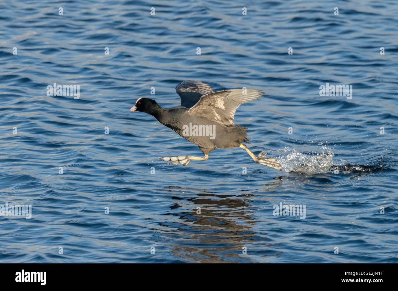 Coot, Fulica atra, correndo sulla superficie del lago per attaccare rivale sul lago, livelli Somerset, Somerset, Foto Stock