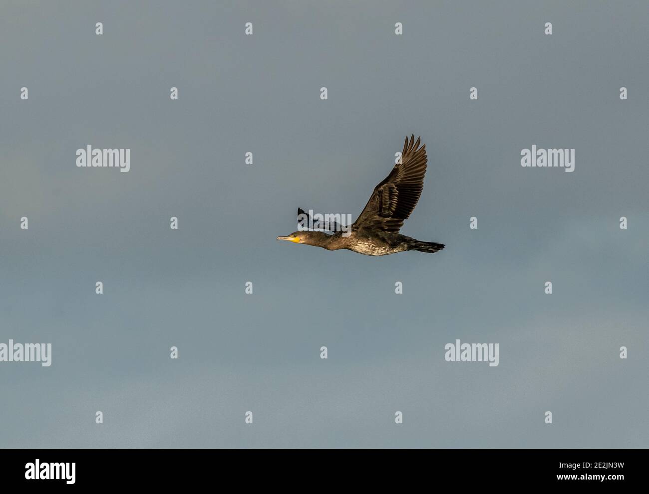 Giovane cormorano comune, carbo Phalacrocorax, in volo in inverno, livelli Somerset. Foto Stock