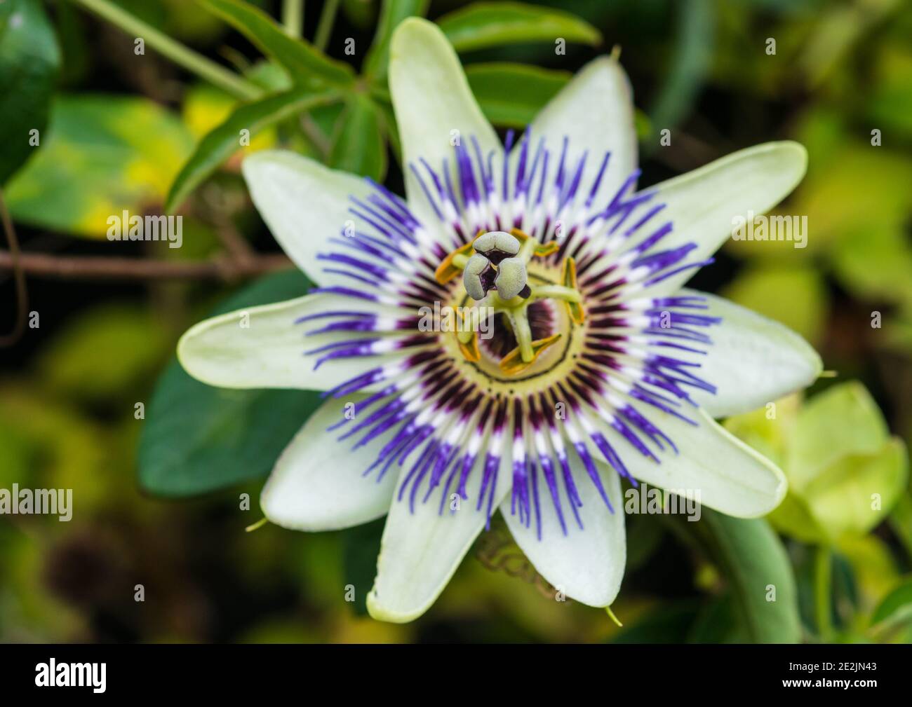 Un macro shot di una fioritura comune di passione. Foto Stock