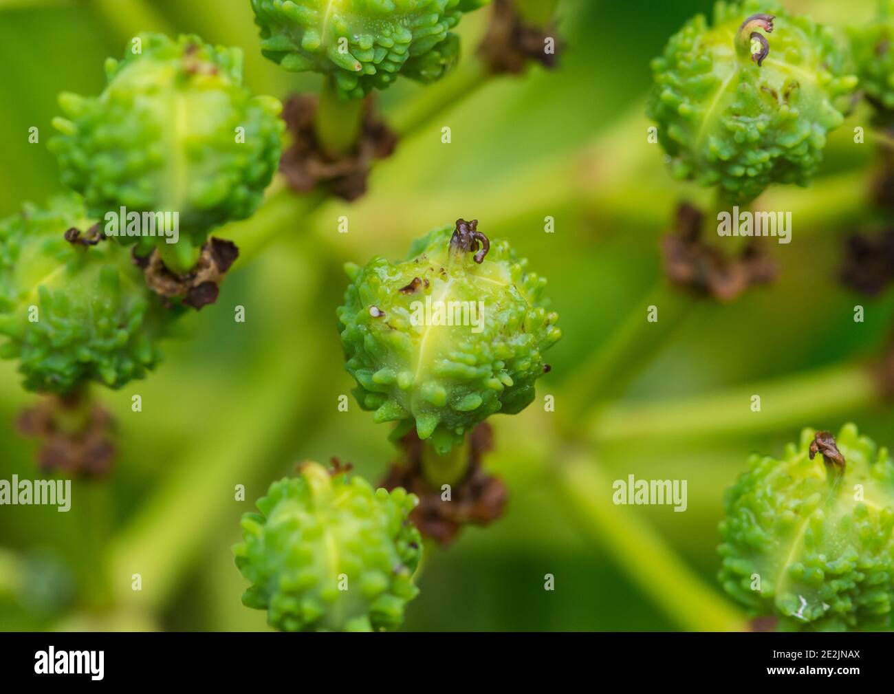 Un macro shot degli strani fiori di un cespuglio di sprite di miele. Foto Stock
