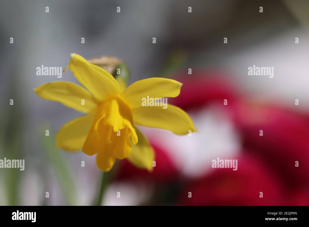 primo piano di un fiore narciso giallo in fiore Foto Stock