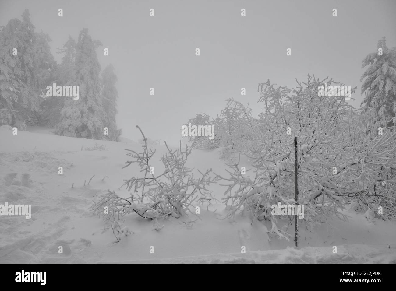 Paesaggio invernale e alberi ricoperti di neve in una giornata fredda e nebbia nella Foresta Nera, Germania. Foto Stock