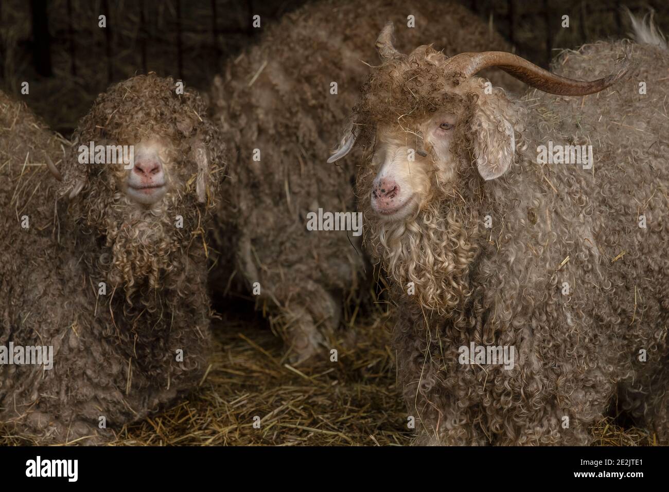 Capre di Angora, allevate per la produzione di fibre di Mohair. Somerset. Foto Stock