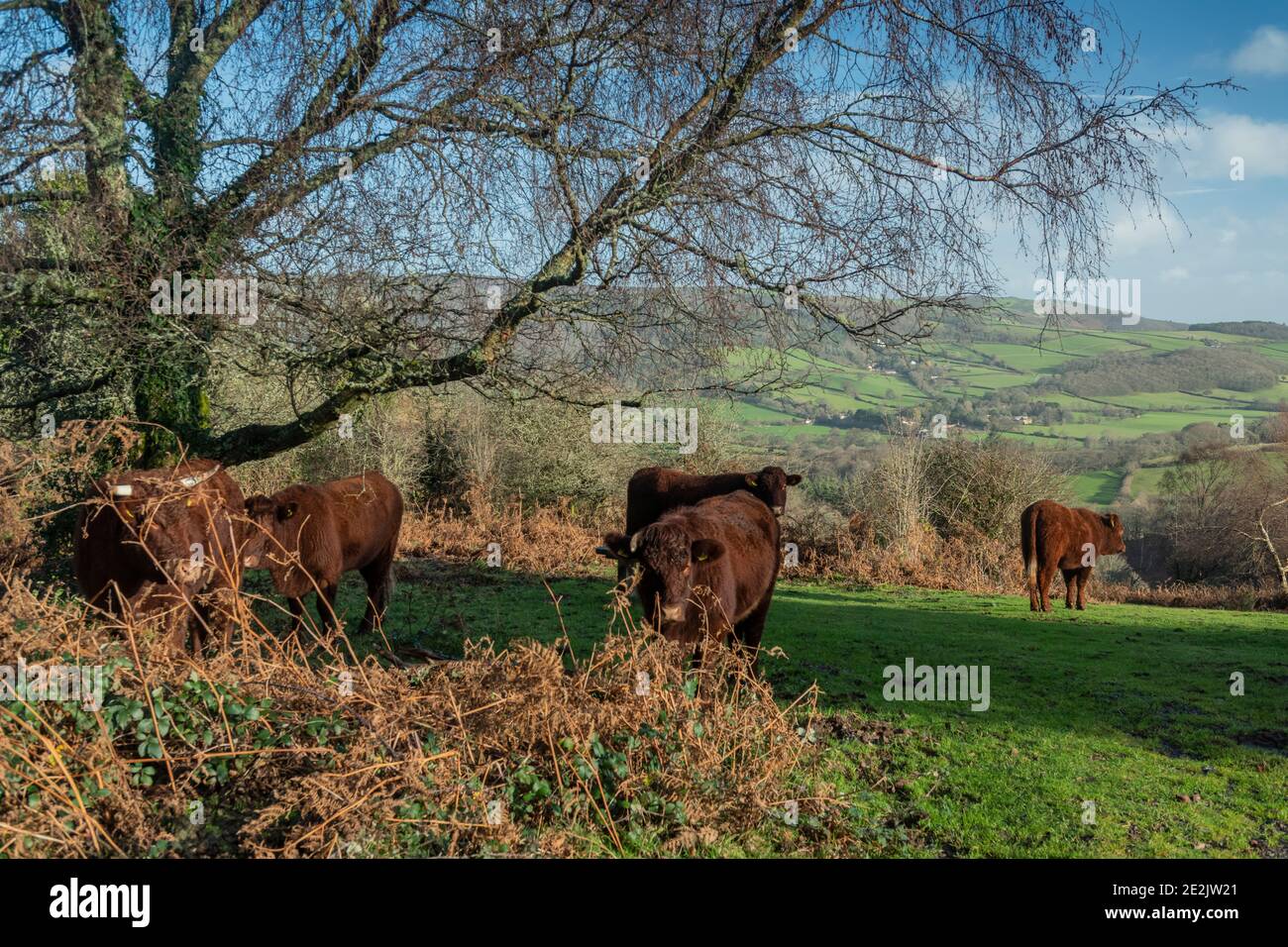 Red Ruby Devon bestiame pascolo in vecchio pascolo su Crawter Hill, con Selworthy oltre. Exmoor, Somerset. Foto Stock