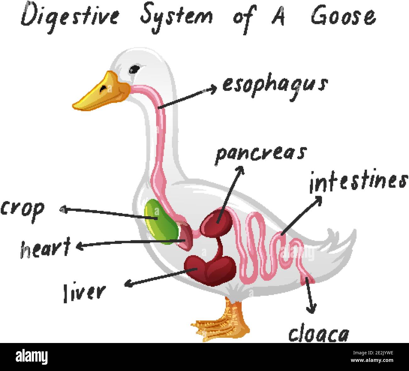 Sistema digestivo di un'illustrazione dell'oca Illustrazione Vettoriale