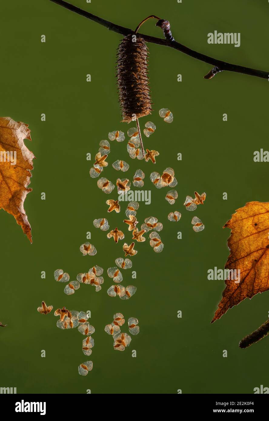 Semi maturi di betulla d'argento, pendola di Betula, che si disperdono nel vento dal catkin. Fine autunno. Foto Stock