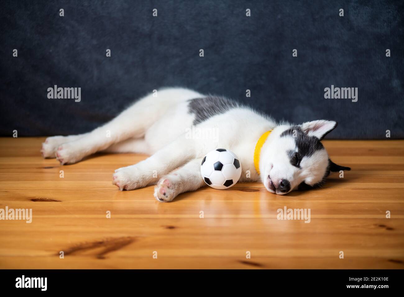 Un piccolo cucciolo di cane bianco razza Husky siberiano con gli occhi blu bella si trova su pavimento di legno con giocattolo a palla. Fotografia di cani e animali domestici Foto Stock