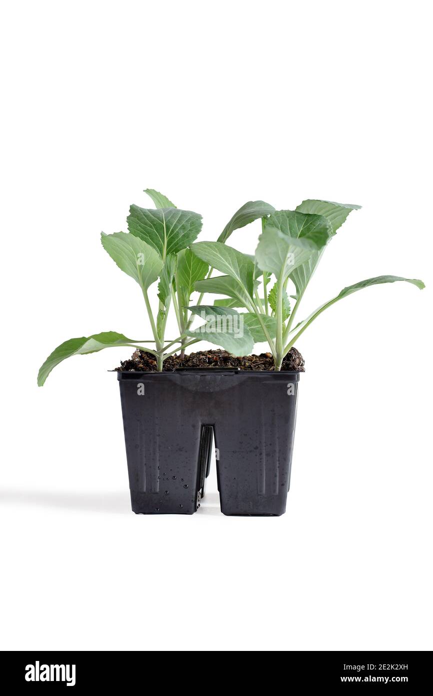 Cella di plastica a quattro confezioni di broccoli pronta per il giardino. Isolato su uno sfondo bianco con tracciato di ritaglio incluso. Foto Stock