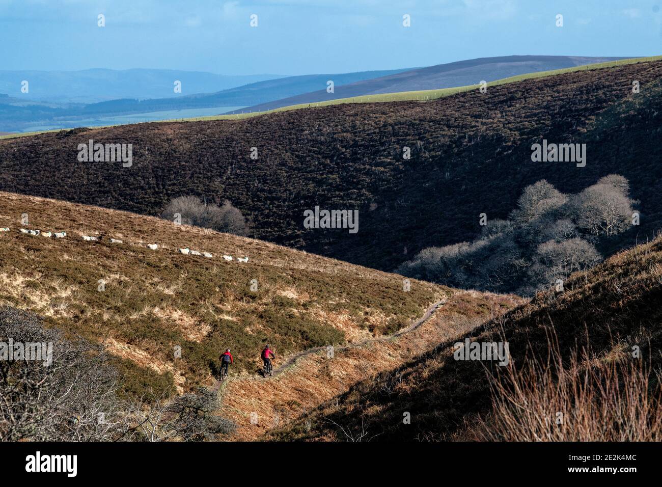 Un gruppo di mountain bike cavalcano un sentiero nel Parco Nazionale di Exmoor. Foto Stock