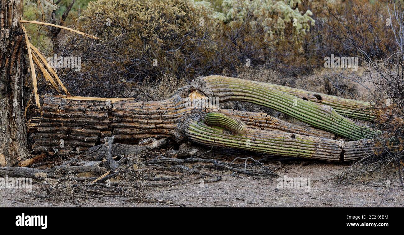 Decadere Saguaro nel deserto Foto Stock