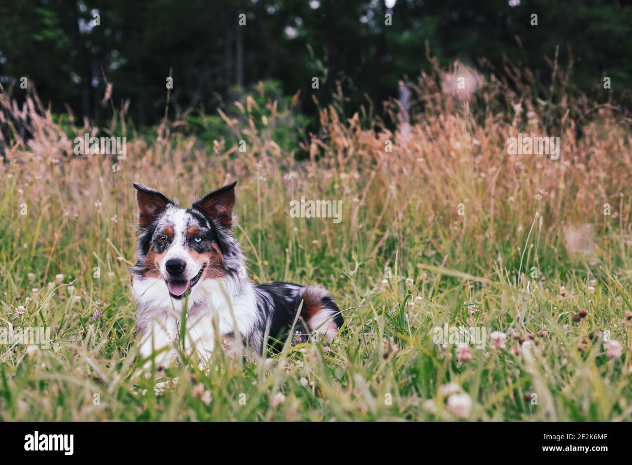 Bel giovane maschio Blue Merle Australian Shepherd cane sdraiato in un campo estivo. Messa a fuoco selettiva con primo piano e sfondo sfocati. Foto Stock