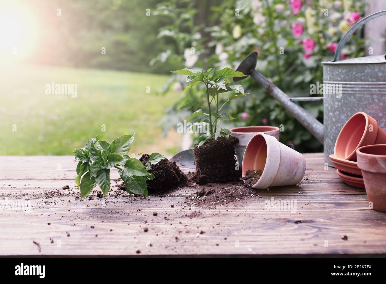 Panca da giardino all'aperto con piante di pepe e fuoriuscite di terreno dalla ceramica di argilla di fronte ad uno stand di piante di hollyhock. Profondità di campo estremamente bassa wi Foto Stock