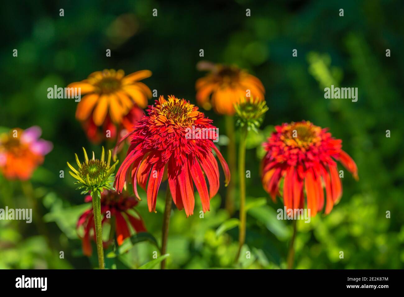 Primo piano di una testa di fiore di Papaya calda di Echinacea Foto Stock