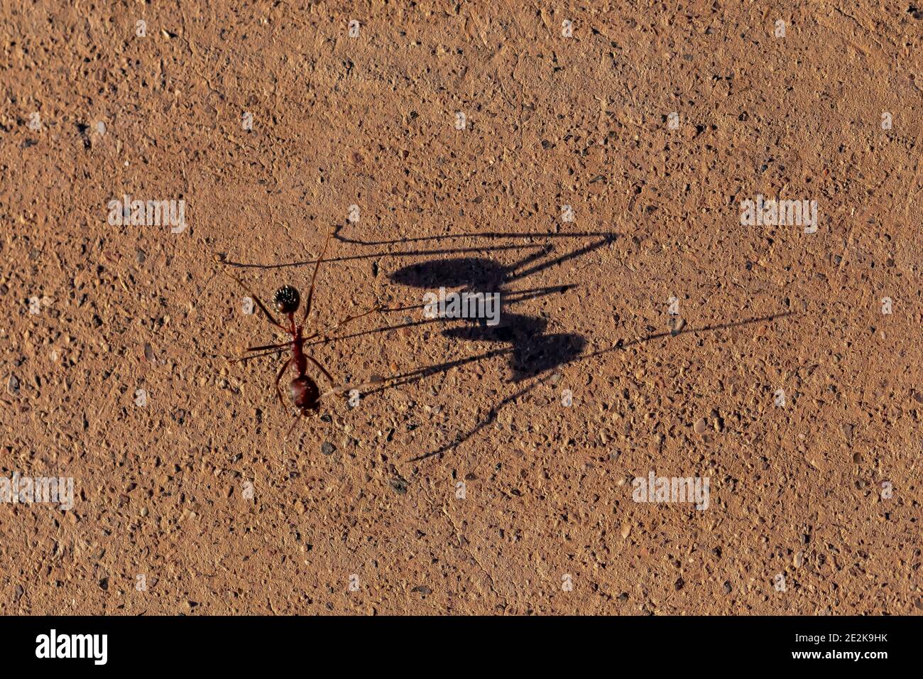 Formica e ombra su un marciapiede al Tumacacori National Historical Park, Arizona, USA Foto Stock