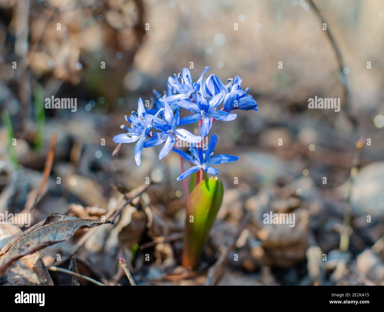 spazzaneve blu, primaverili di primavera su uno sfondo di foglie secche, fiori da vicino Foto Stock