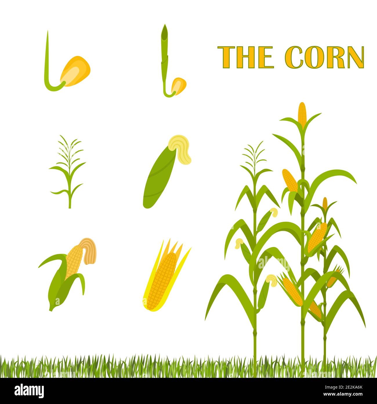 Infografica il mais crescente. Fasi di crescita da seme a pianta adulta. Illustrazione Vettoriale