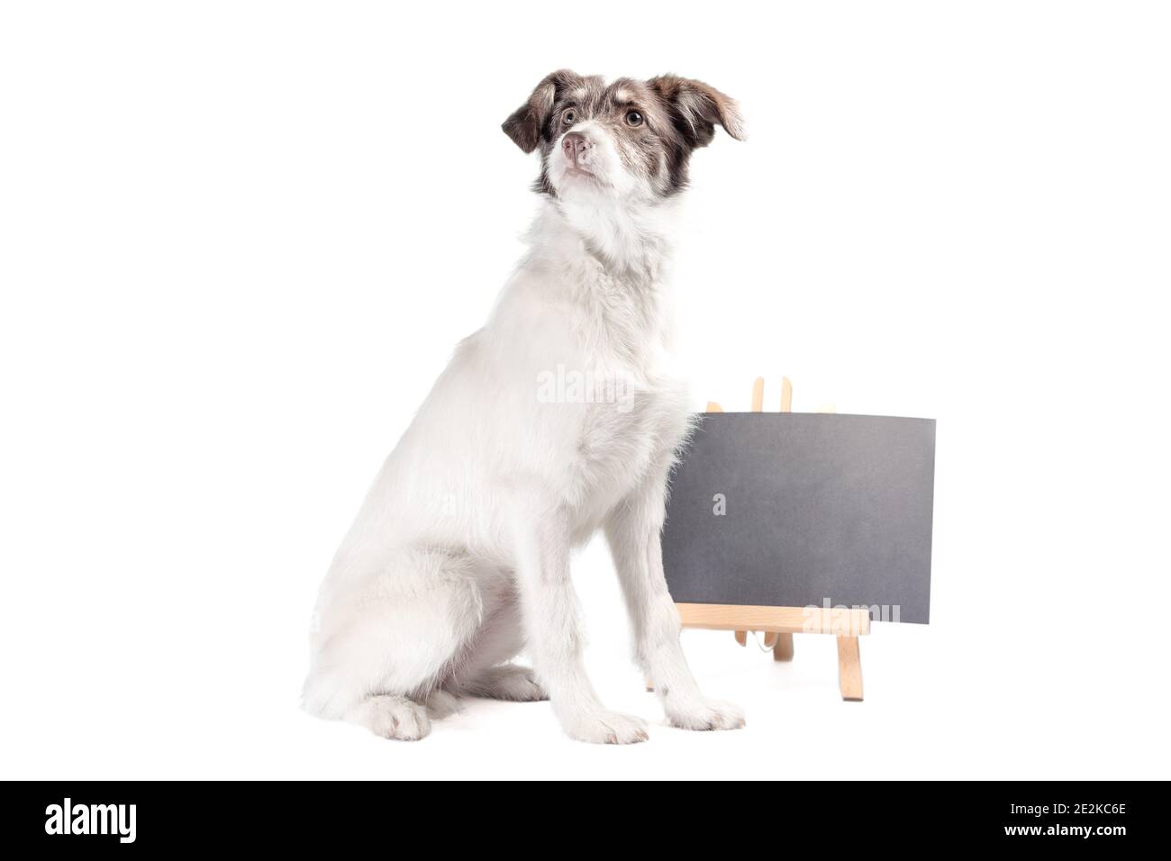 il cane bianco e marrone si trova vicino a una tavola vuota di gesso sfondo bianco Foto Stock