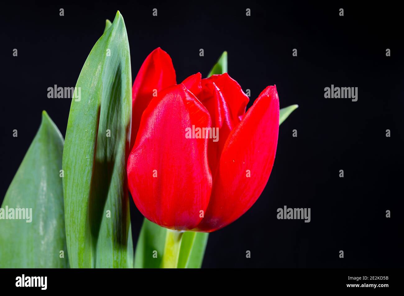 Big rosso olandese fuga tulipano fiore primo piano su nero sfondo Foto Stock