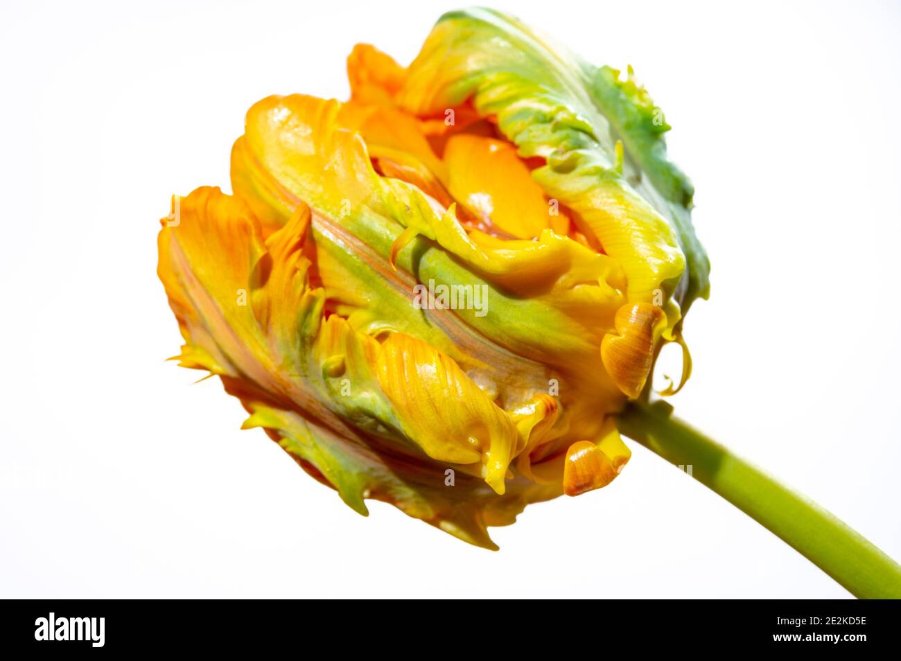 Colorato grande pappagallo olandese tulipano fiore primo piano su bianco sfondo Foto Stock