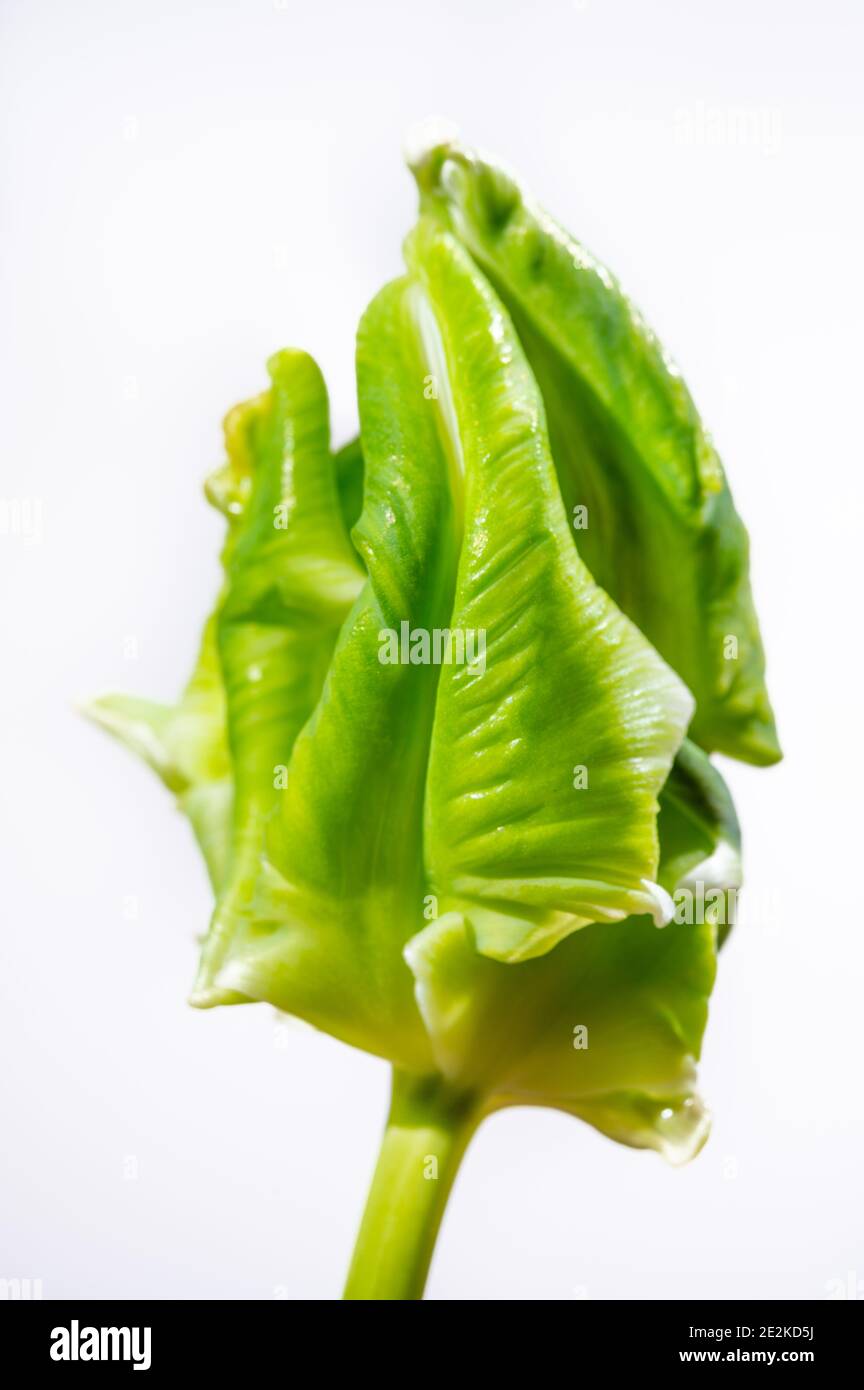 Colorful grande olandese super pappagallo tulipano fiore primo piano su sfondo bianco Foto Stock