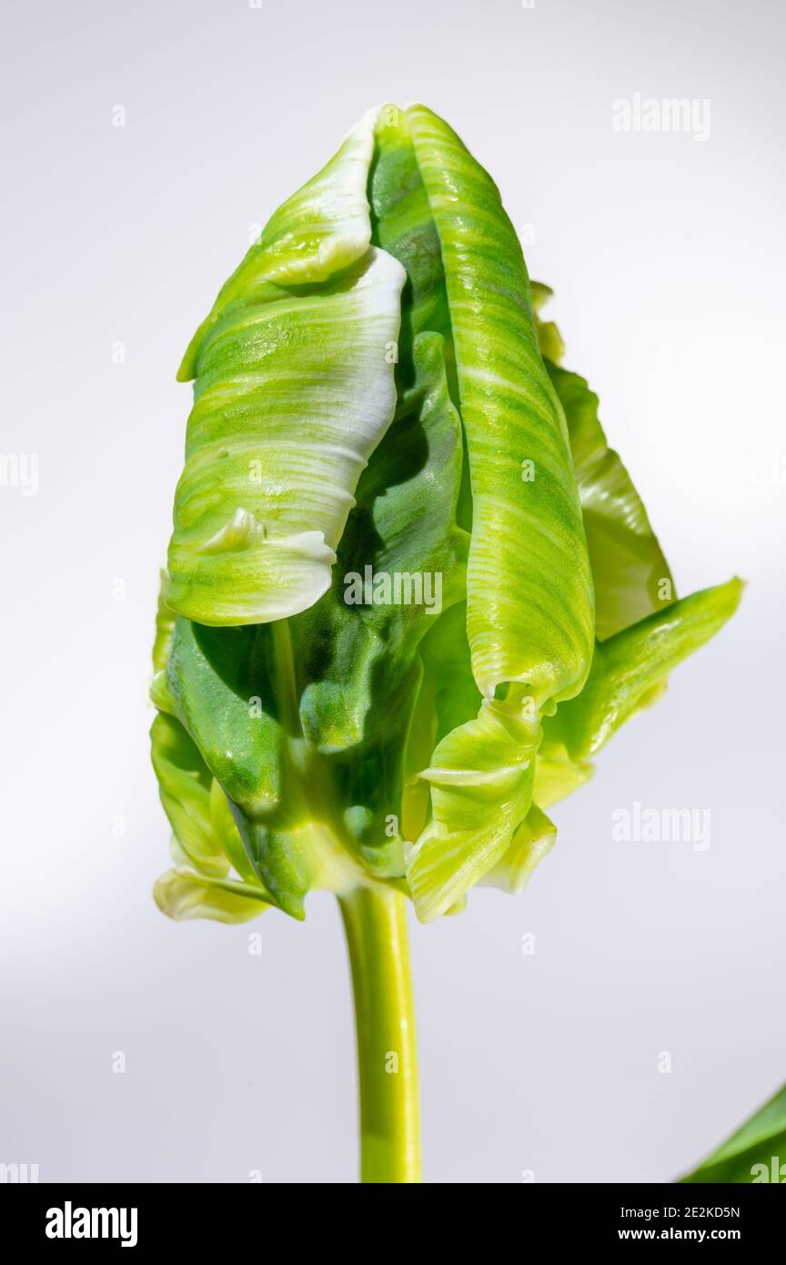 Colorful grande olandese super pappagallo tulipano fiore primo piano su sfondo bianco Foto Stock