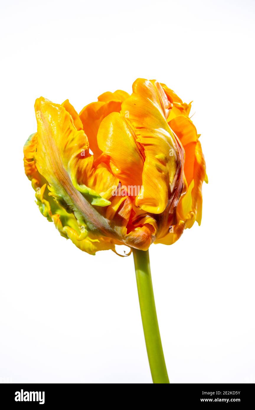 Colorato grande pappagallo olandese tulipano fiore primo piano su bianco sfondo Foto Stock