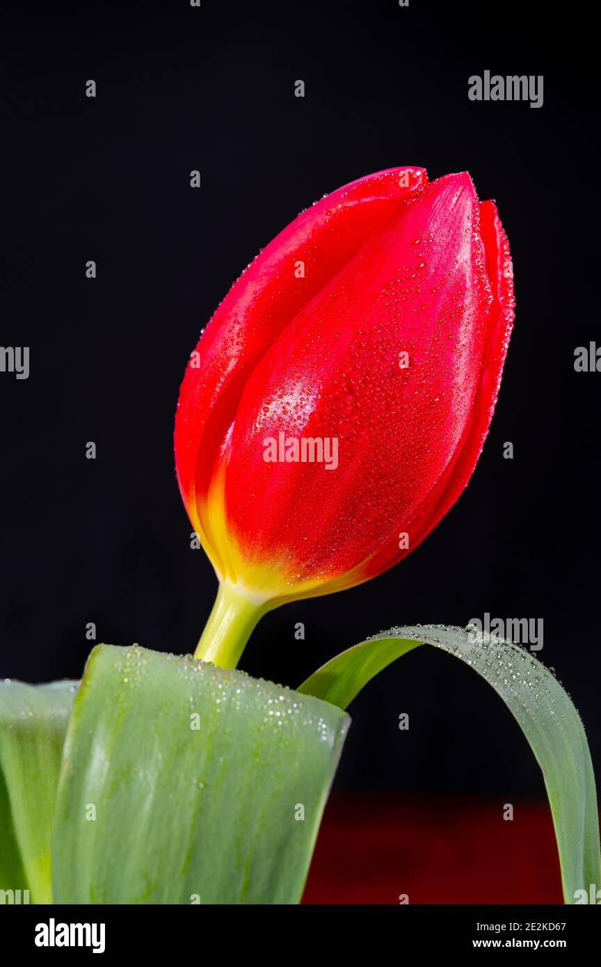 Big rosso olandese fuga tulipano fiore primo piano su nero sfondo Foto Stock