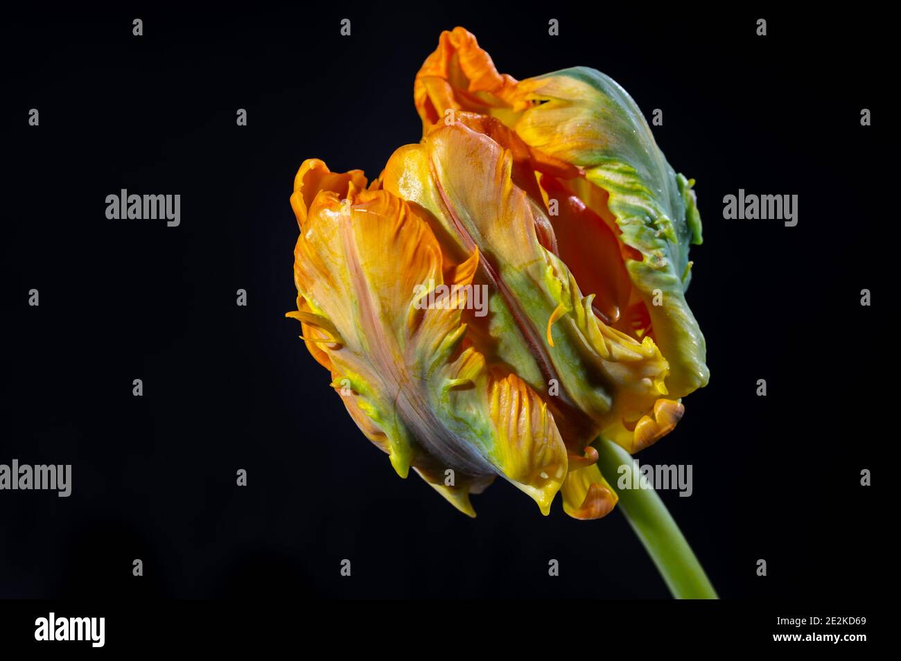 Colorato grande pappagallo olandese tulipano fiore primo piano su nero sfondo Foto Stock
