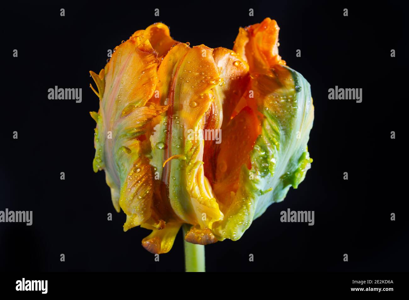 Colorato grande pappagallo olandese tulipano fiore primo piano su nero sfondo Foto Stock