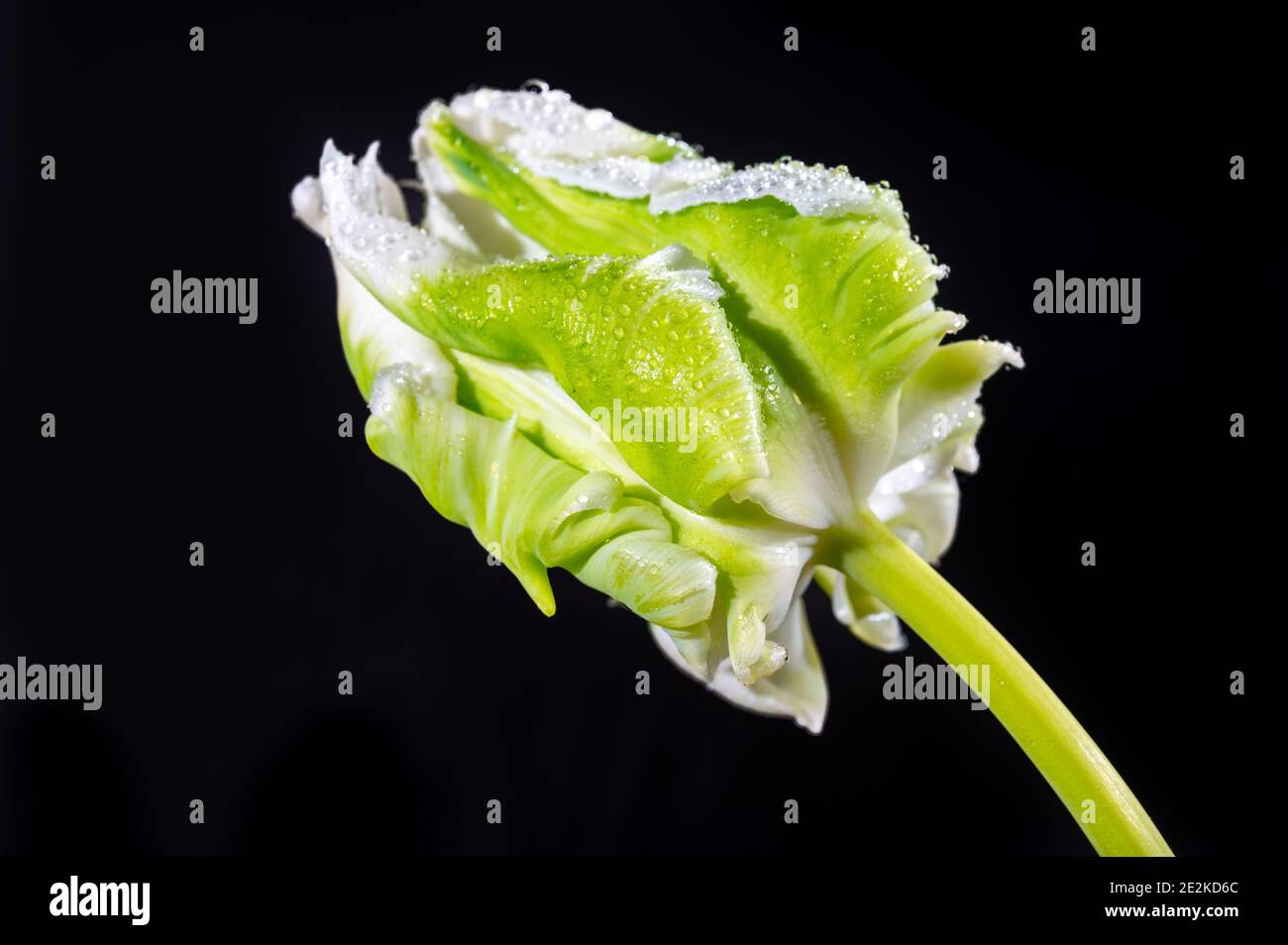 Colorful grande olandese super pappagallo tulipano fiore primo piano su sfondo nero Foto Stock