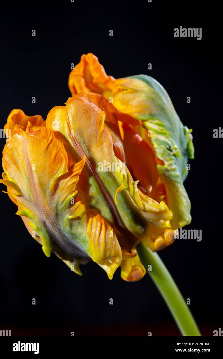 Colorato grande pappagallo olandese tulipano fiore primo piano su nero sfondo Foto Stock