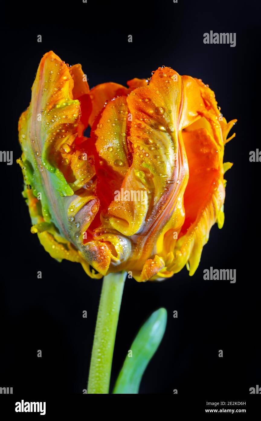 Colorato grande pappagallo olandese tulipano fiore primo piano su nero sfondo Foto Stock