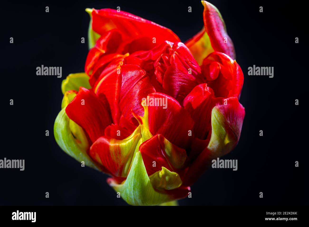 Big rosso doppio fiore tulipano olandese primo piano su nero sfondo Foto Stock
