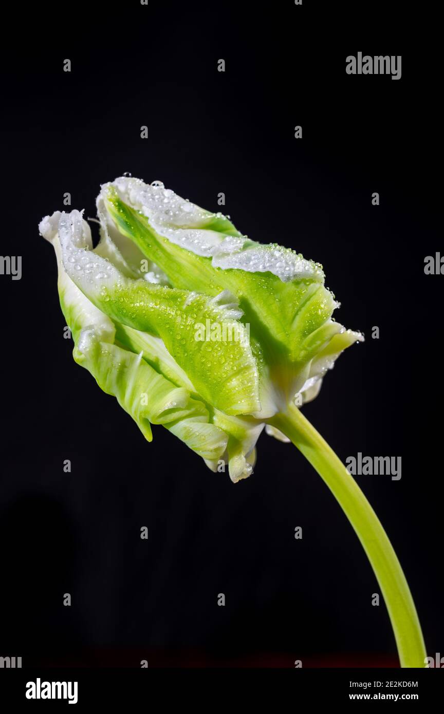 Colorful grande olandese super pappagallo tulipano fiore primo piano su sfondo nero Foto Stock