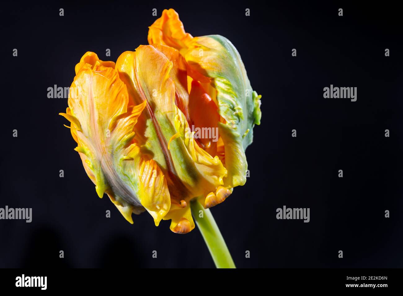Colorato grande pappagallo olandese tulipano fiore primo piano su nero sfondo Foto Stock