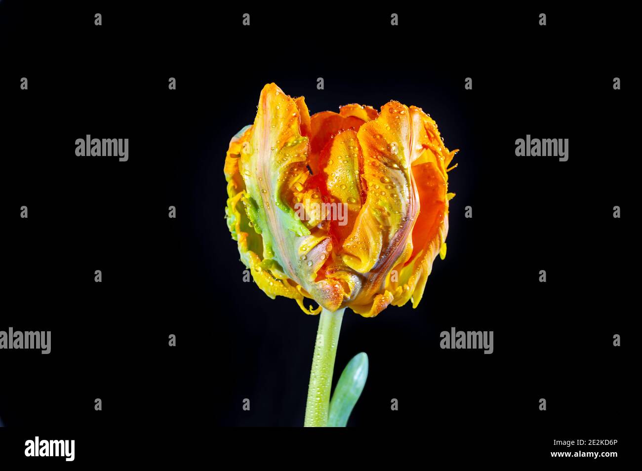 Colorato grande pappagallo olandese tulipano fiore primo piano su nero sfondo Foto Stock