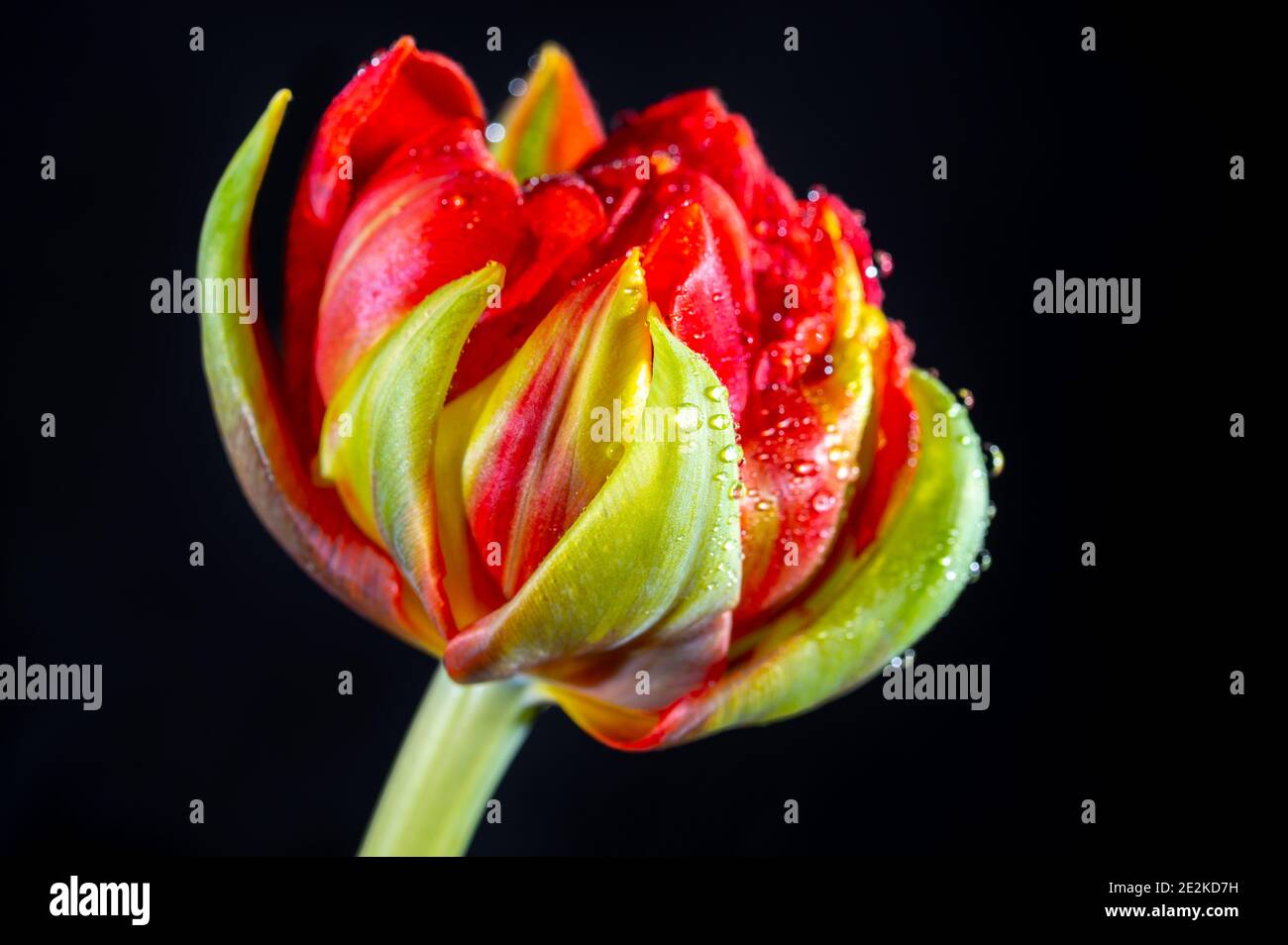 Grande rosso doppio fiore tulipano olandese con gocce d'acqua primo piano su sfondo nero Foto Stock