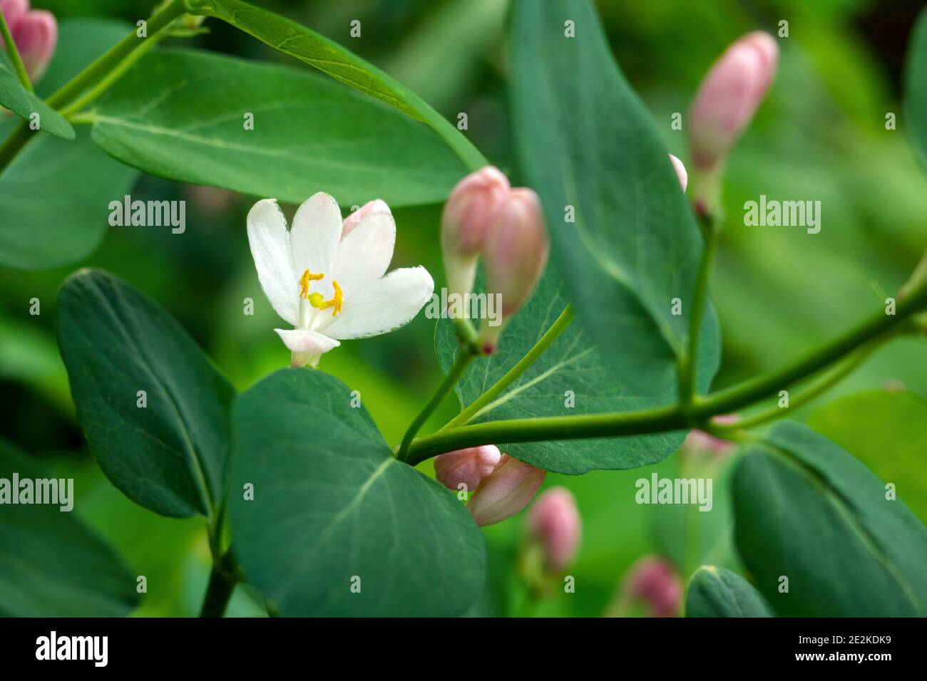 Primo piano di Tatar honeysuckle flower, Lonicera Tatarica, fuoco selettivo Foto Stock