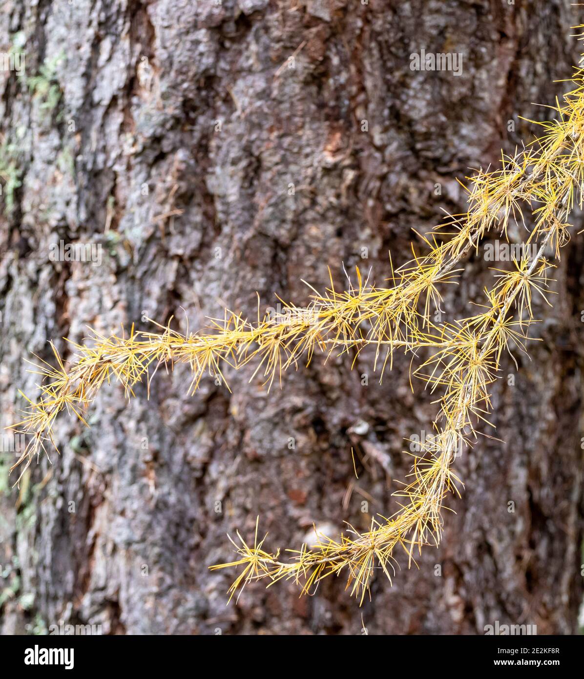 Ramificazione di larice giallo in autunno o in autunno. Primo piano di ramo di larice con aghi dorati e corteccia di alberi sullo sfondo. Foto Stock