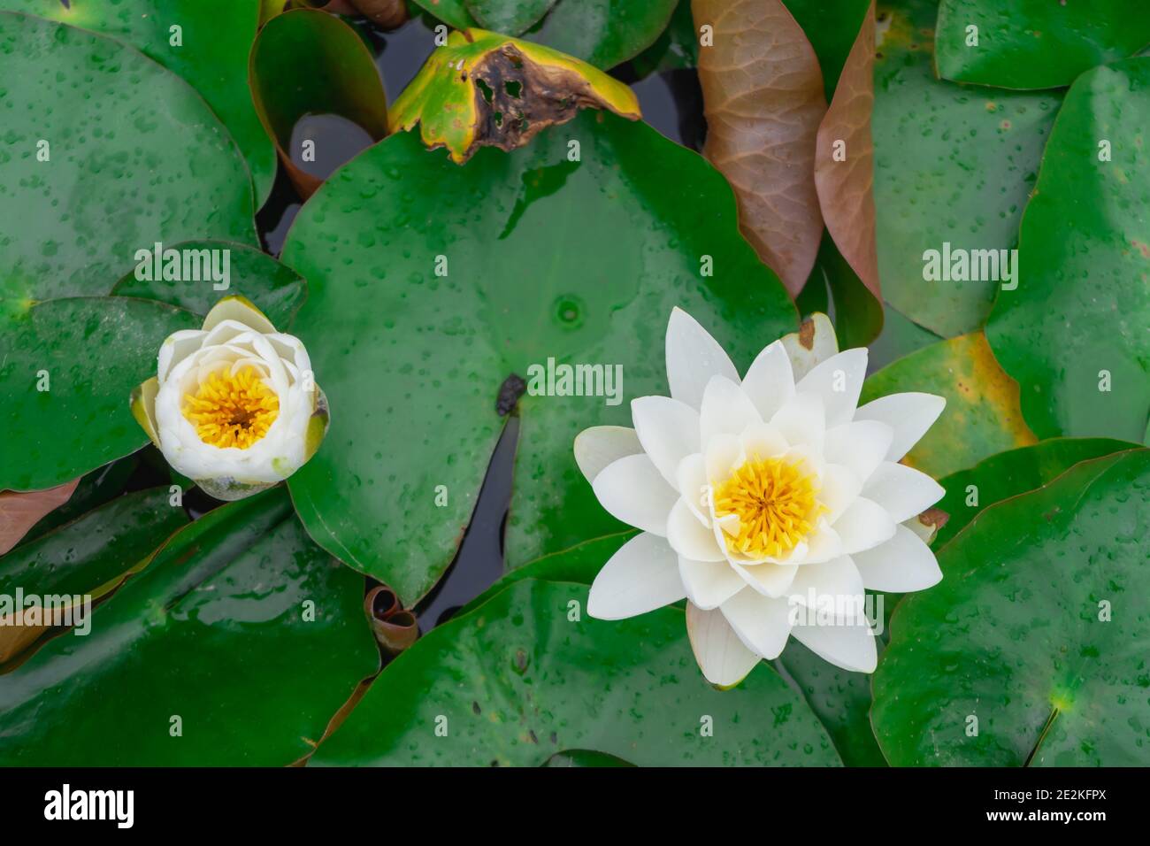 Primo piano di un giglio d'acqua in fiore. Vista dall'alto. Foto Stock