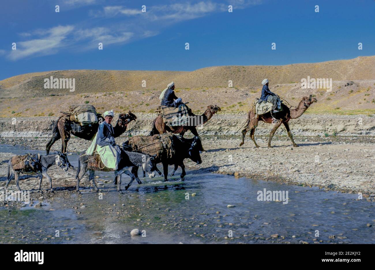 Afgani che attraversano il fiume con asini e cammelli nell'Afghanistan settentrionale Foto Stock