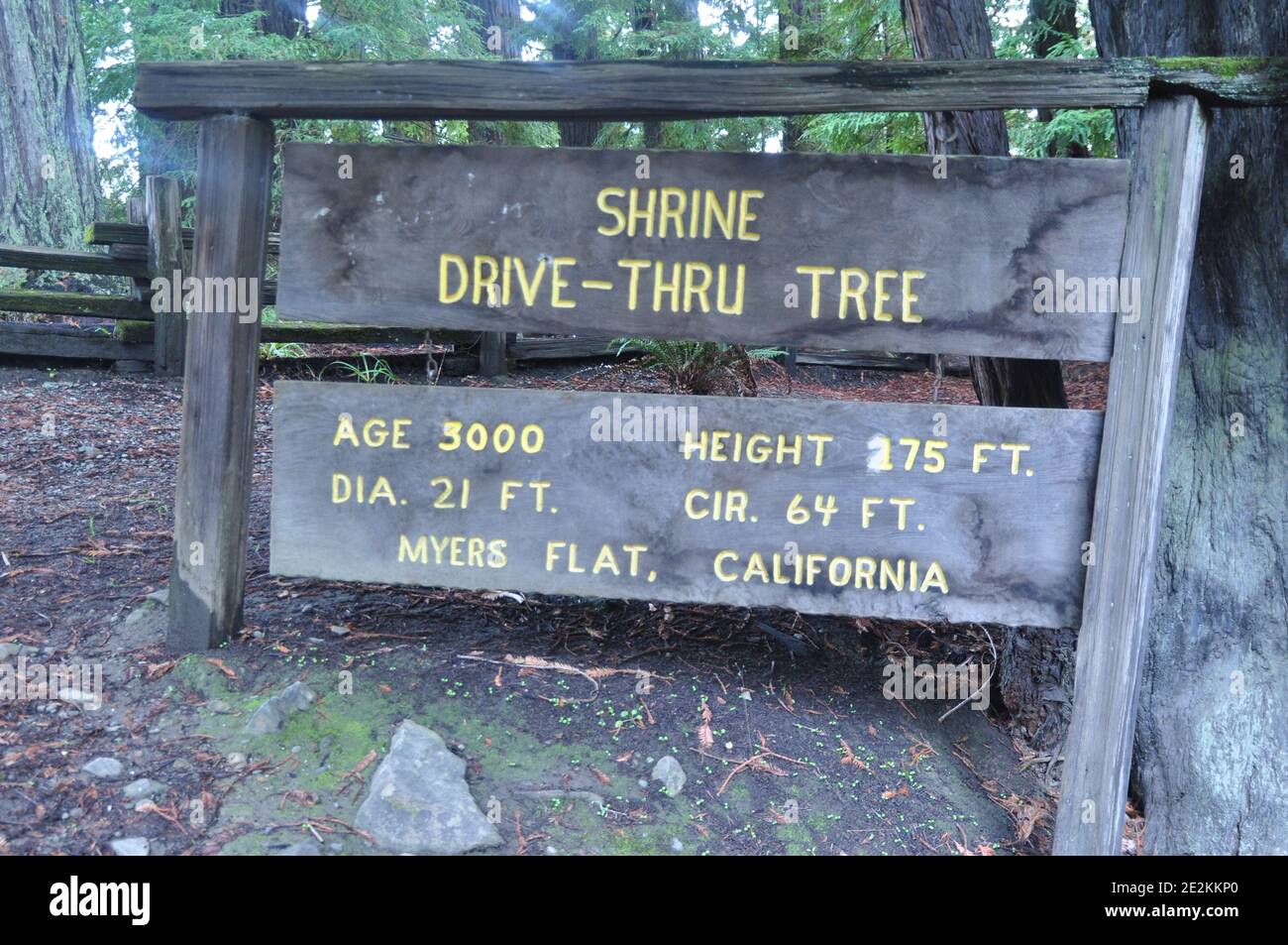 Il santuario Drive-Thru Tree attrae i visitatori da anni. Situato a Myers Flat, sei chilometri circa a sud dell'Humboldt Redwoods state Park Visitor Foto Stock